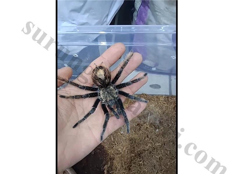 Son kabuk erkek albo Antalya 